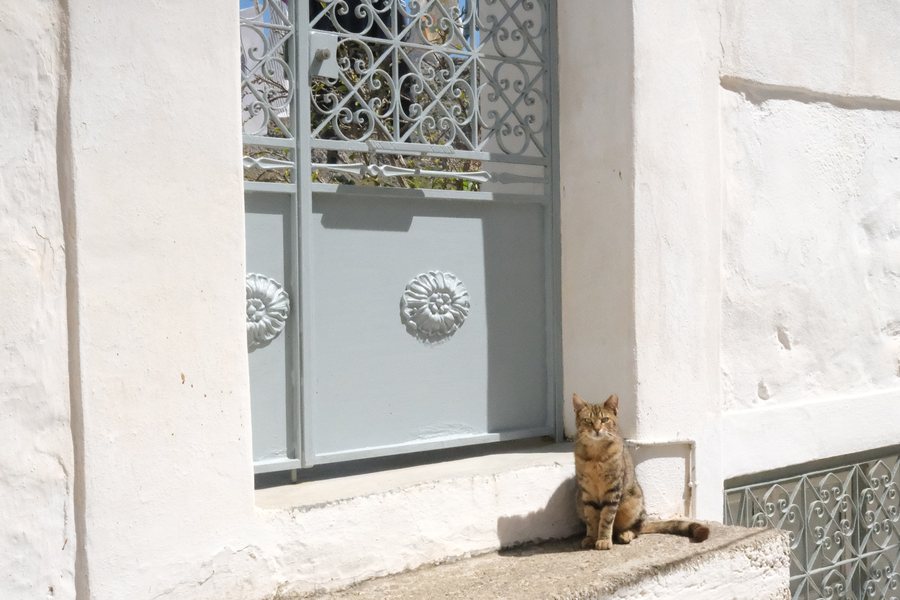 A cat sitting in a whitewashed window archway