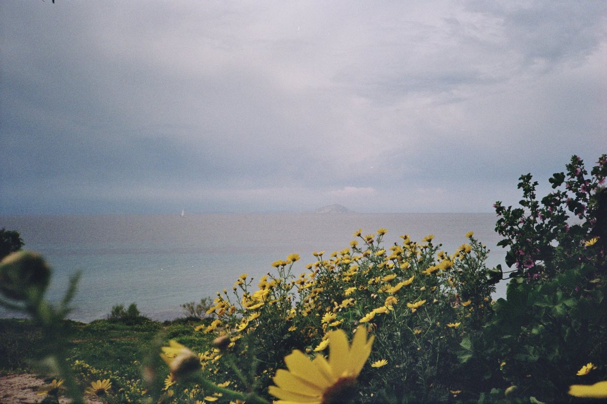 A hazy view of the sea with wildflowers in the foreground