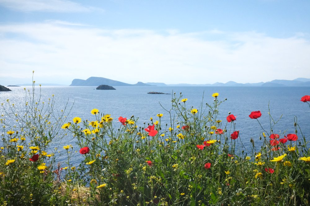 Red poppies and yellow wildflowers overlooking the sea